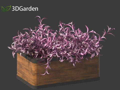 Tradescantia Pallida -Purple Heart Plant 02 3Dモデル