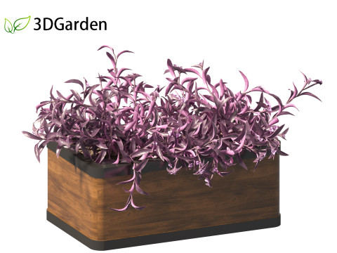 Tradescantia Pallida -Purple Heart Plant 02 3Dモデル