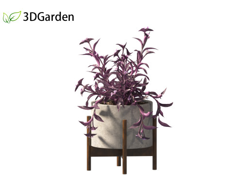 Tradescantia Pallida -Purple Heart Plant 02 3Dモデル