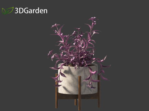 Tradescantia Pallida -Purple Heart Plant 02 3Dモデル