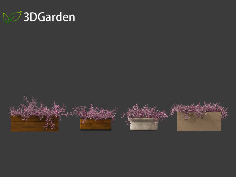 Tradescantia Pallida -Purple Heart Plant 02 3Dモデル