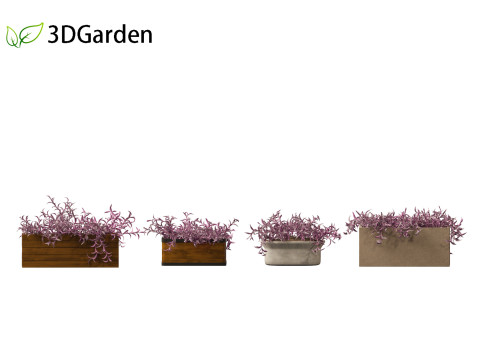 Tradescantia Pallida -Purple Heart Plant 02 3Dモデル