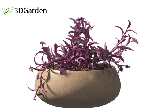 Tradescantia Pallida -Purple Heart Plant 02 3Dモデル