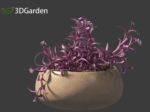 Tradescantia Pallida -Purple Heart Plant 02 3Dモデル