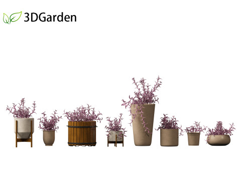 Tradescantia Pallida -Purple Heart Plant 02 3Dモデル