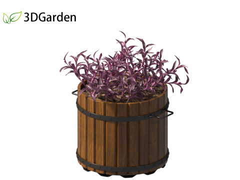 Tradescantia Pallida -Purple Heart Plant 02 3Dモデル