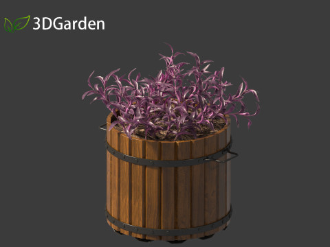 Tradescantia Pallida -Purple Heart Plant 02 3Dモデル