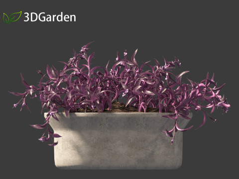 Tradescantia Pallida -Purple Heart Plant 02 3Dモデル