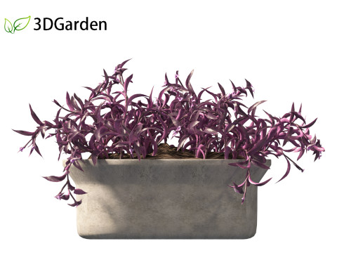 Tradescantia Pallida -Purple Heart Plant 02 3Dモデル