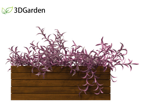 Tradescantia Pallida -Purple Heart Plant 02 3Dモデル