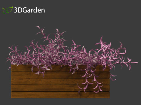 Tradescantia Pallida -Purple Heart Plant 02 3Dモデル