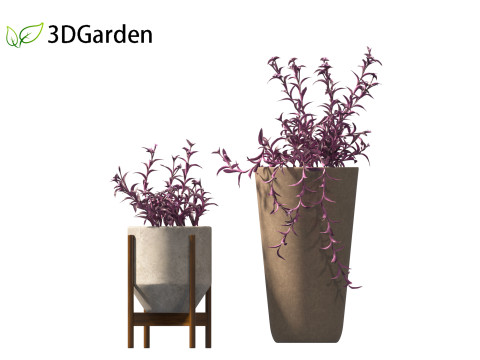 Tradescantia Pallida -Purple Heart Plant 02 3Dモデル