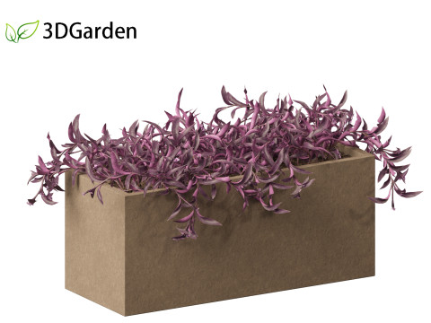 Tradescantia Pallida -Purple Heart Plant 02 3Dモデル