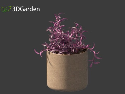 Tradescantia Pallida -Purple Heart Plant 02 3Dモデル