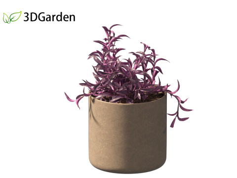 Tradescantia Pallida -Purple Heart Plant 02 3Dモデル
