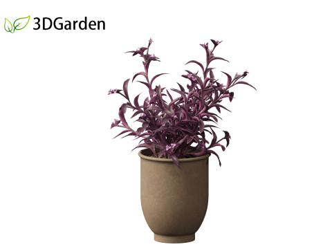 Tradescantia Pallida -Purple Heart Plant 02 3Dモデル