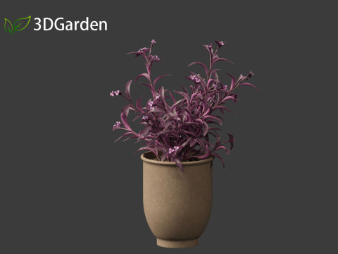 Tradescantia Pallida -Purple Heart Plant 02 3Dモデル