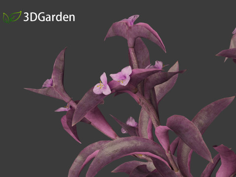 Tradescantia Pallida -Purple Heart Plant 02 3Dモデル