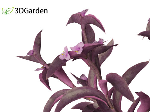 Tradescantia Pallida -Purple Heart Plant 02 3Dモデル