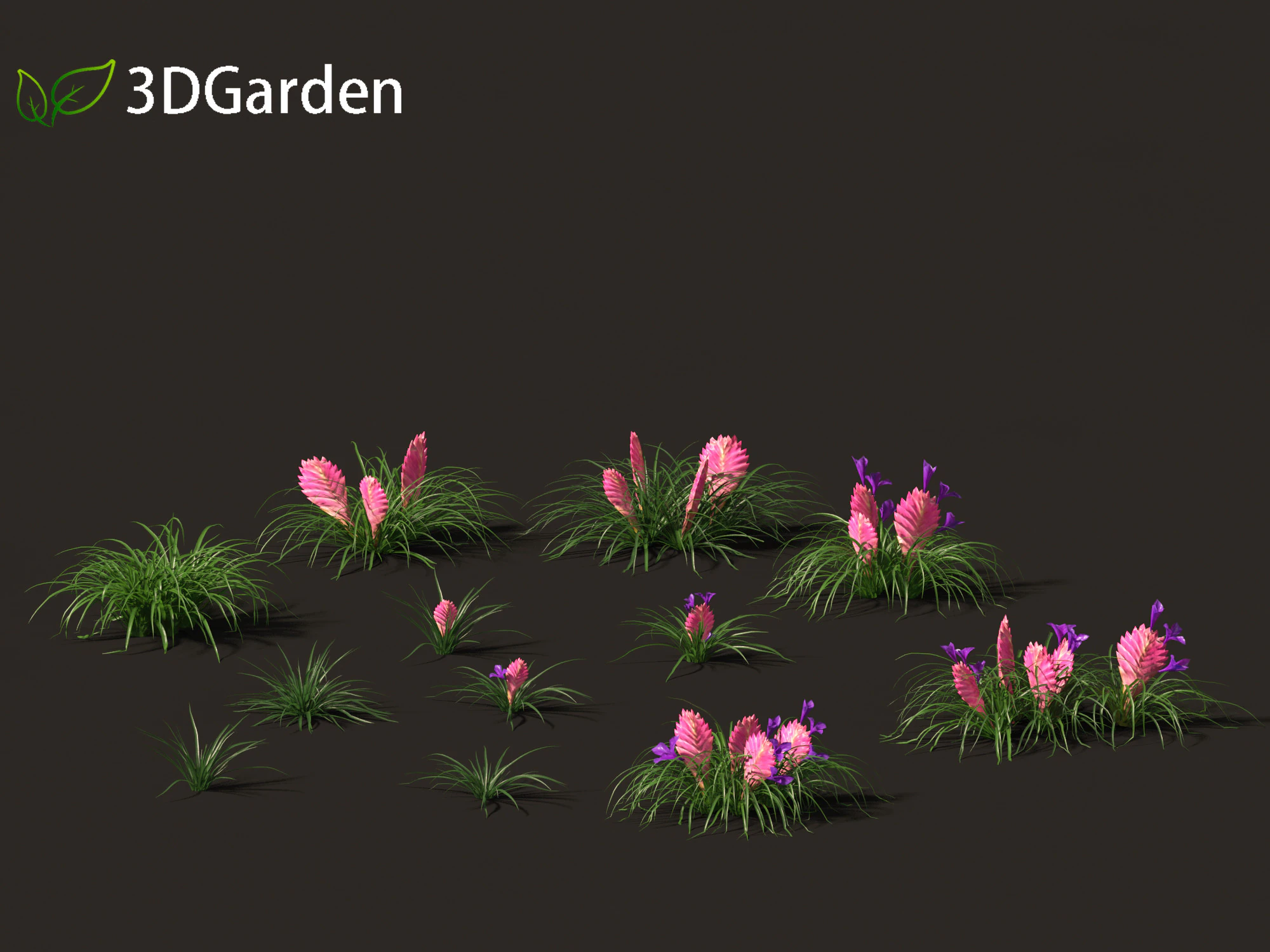 Tillandsia Cyanea - Pink quill 01 3D Model .c4d .max .obj .3ds .fbx .stl .blend 