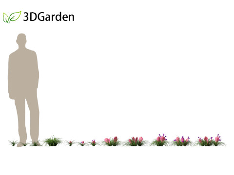 Tillandsia Cyanea - Pink quill 01 Modello 3D