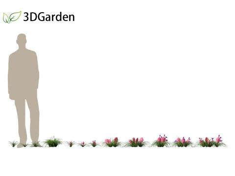 Tillandsia Cyanea - Pink quill 01 3D Model
