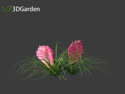 Tillandsia Cyanea - Pink quill 01 3D Model
