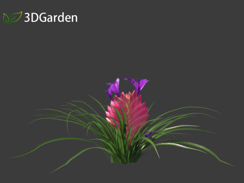 Tillandsia Cyanea - Pink quill 01 Modello 3D