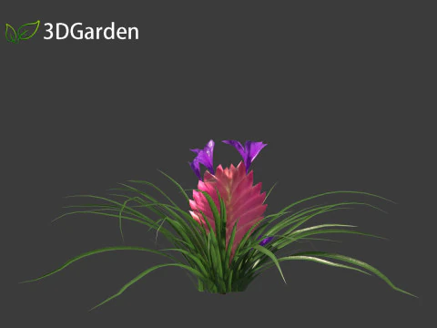 Tillandsia Cyanea - Pink quill 01 3D Model