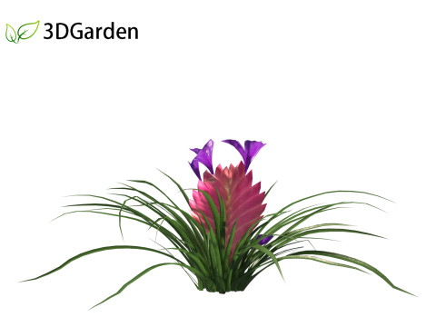 Tillandsia Cyanea - Pink quill 01 Modello 3D