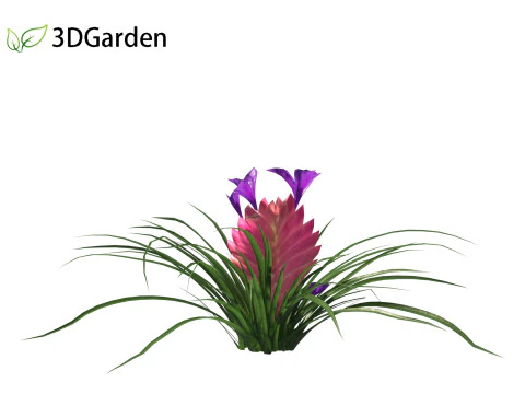 Tillandsia Cyanea - Pink quill 01 3D Model