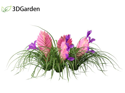 Tillandsia Cyanea - Pink quill 01 3D Model