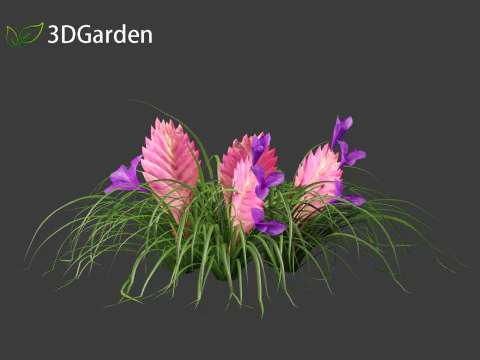 Tillandsia Cyanea - Pink quill 01 3D Model