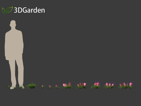 Tillandsia Cyanea - Pink quill 01 Modello 3D