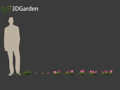 Tillandsia Cyanea - Pink quill 01 3D Model