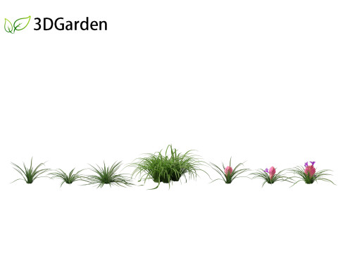 Tillandsia Cyanea - Pink quill 01 Modello 3D