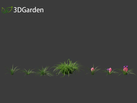 Tillandsia Cyanea - Pink quill 01 3D Model
