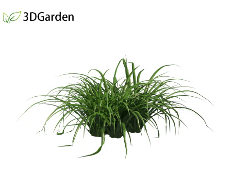 Tillandsia Cyanea - Pink quill 01 3D Model