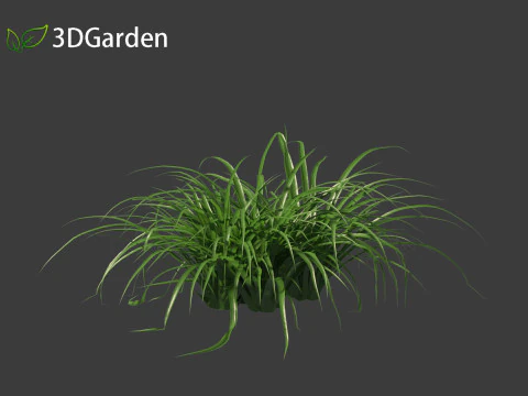 Tillandsia Cyanea - Pink quill 01 3D Model