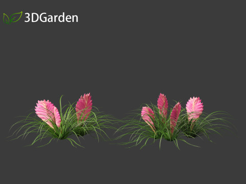 Tillandsia Cyanea - Pink quill 01 Modello 3D