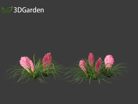 Tillandsia Cyanea - Pink quill 01 3D Model