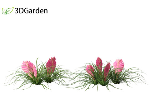 Tillandsia Cyanea - Pink quill 01 Modello 3D