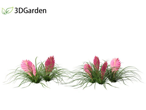 Tillandsia Cyanea - Pink quill 01 3D Model