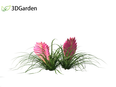 Tillandsia Cyanea - Pink quill 01 Modello 3D