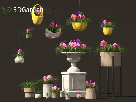 Tillandsia Cyanea - Pink quill 02 3D Модель