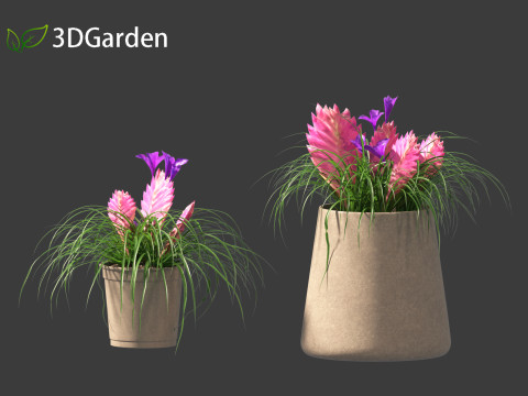 Tillandsia Cyanea - Pink quill 02 3D-Modell
