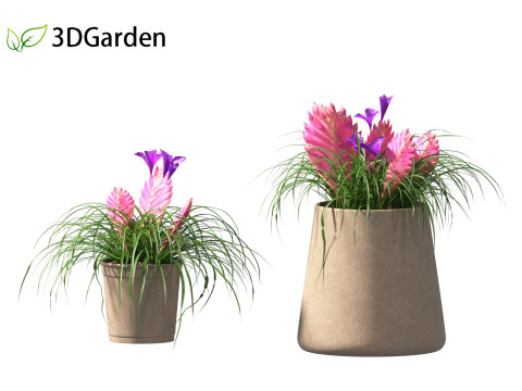 Tillandsia Cyanea - Pink quill 02 3D-Modell