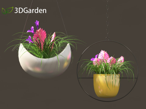 Tillandsia Cyanea - Pink quill 02 3D-Modell