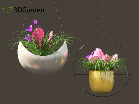Tillandsia Cyanea - Pink quill 02 3D-Modell