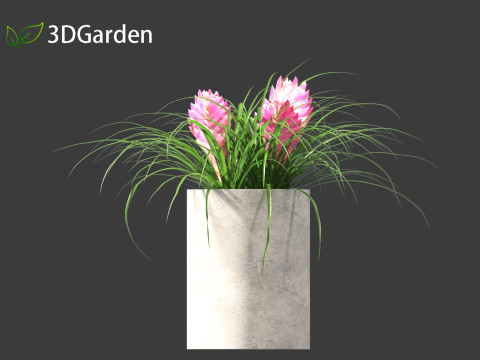 Tillandsia Cyanea - Pink quill 02 3D-Modell